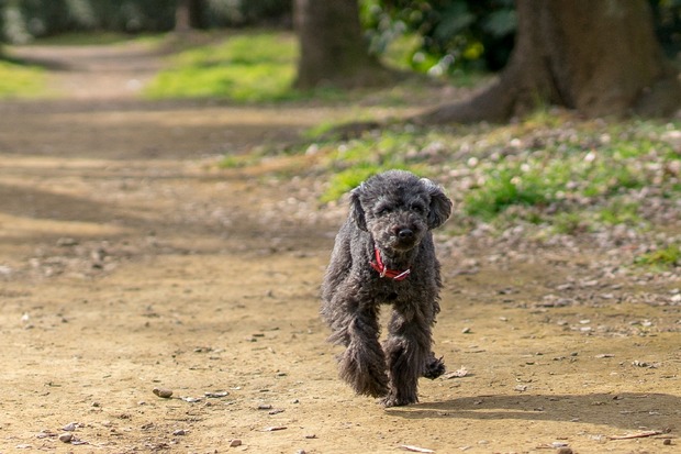 20160103ブラックトイプードル銀座リリー＆ドナ42