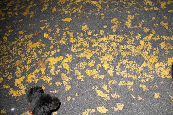 as know as de wan トイプードル 銀座リリー03