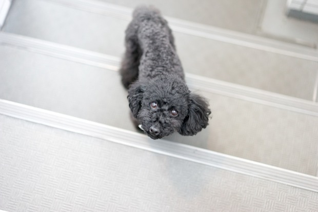 20160101ブラックトイプードル銀座リリー＆ドナ25