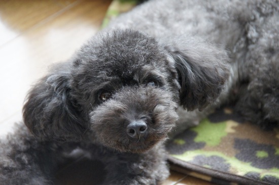 銀座 トイプードル リリー as know as de wan16