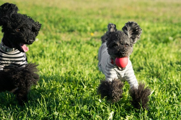 20151129ブラックトイプードル銀座リリー&ドナ013