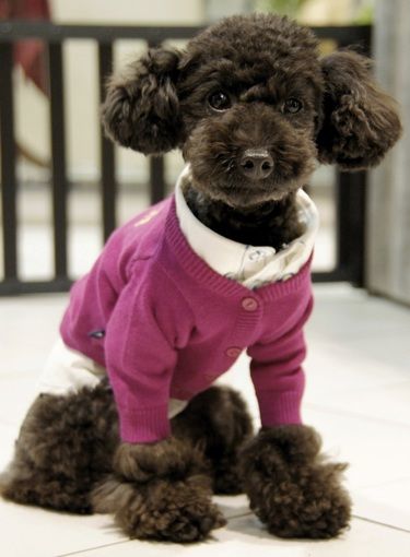 トイプードル銀座リリーas know as dewan専属モデルＰＰＧｉＲＬ★ＰＰＢＯＹ卒業12.jpg