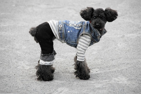 as know as de wan トイプードル 銀座リリー28