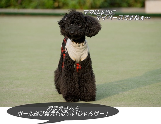 ブログRosieトイプードル銀座リリーとドナas know as de wan29