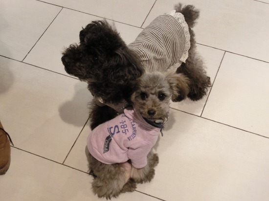 銀座トイプードルリリーas know as de wan08