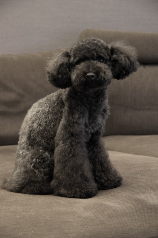 as know as de wan_銀座リリー_トイプードル20