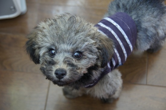 銀座トイプードルリリーas know as de wan04