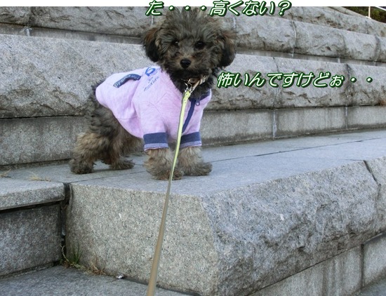 銀座トイプードルリリーas know as de wan18