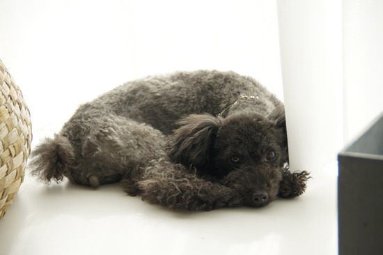 銀座トイプードルリリーas know as de wan01