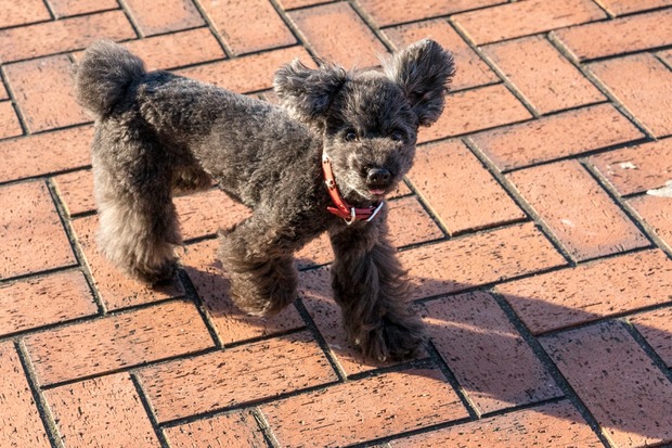 20160115ブラックトイプードル銀座リリー＆ドナ31