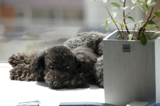 as know as de wan トイプードル 銀座リリー22