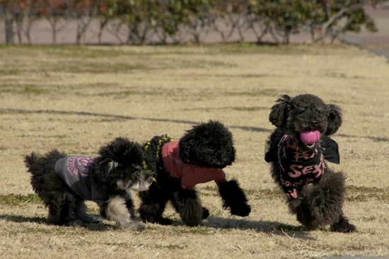 銀座トイプードルリリーas know as de wan44