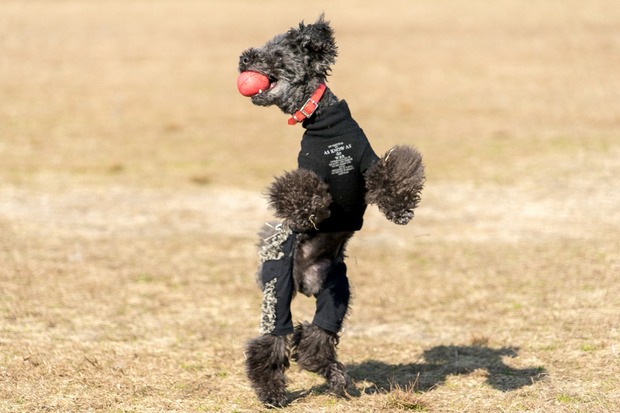 20160103ブラックトイプードル銀座リリー＆ドナ71
