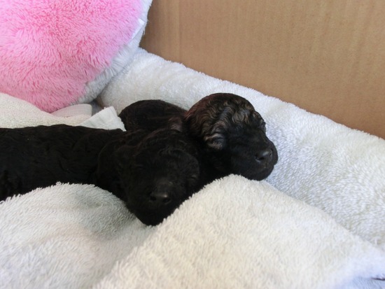 as know as de wanとトイプードルブラックの銀座リリー02