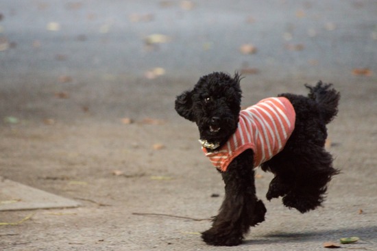 ブログRosieトイプードル銀座リリーとドナas know as de wan29