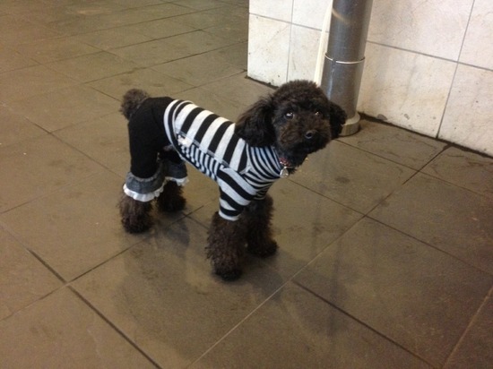 as know as de wan トイプードル 銀座リリー16