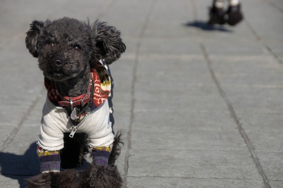 銀座トイプードル,リリーとドナ,as know as de wan046