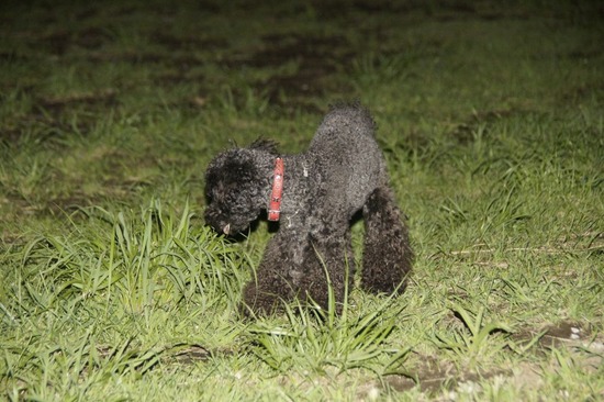 トイプードル銀座リリーとas know as de wan05