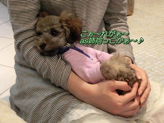 銀座トイプードルリリーas know as de wan03