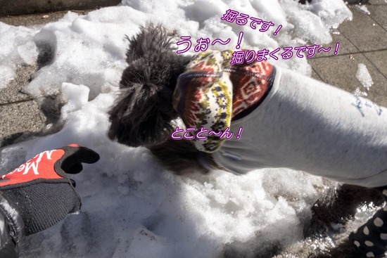 銀座トイプードル,リリーとドナ,as know as de wan015