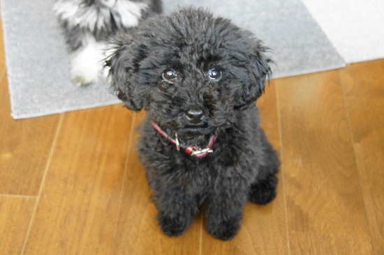 銀座トイプードルリリーas know as de wan37