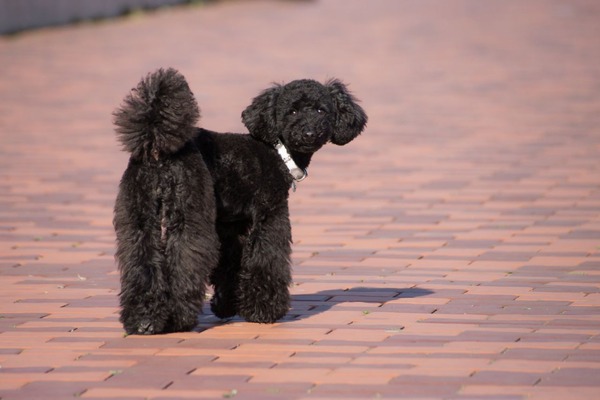 トイプードル銀座リリー021