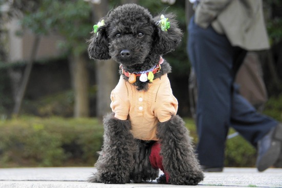 as know as de wan トイプードル 銀座リリー45