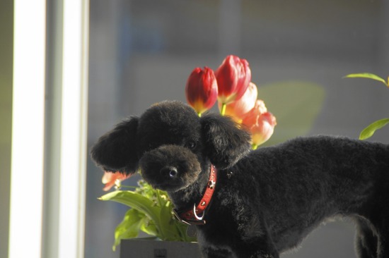 as know as de wan トイプードル 銀座リリー16