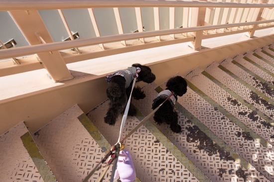 407 銀座ブラックのトイプードルリリーとドナas know as de wan39