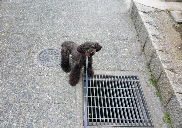 トイプードル銀座リリー003