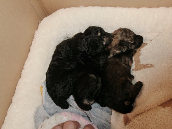 as know as de wanとトイプードルブラックの銀座リリー05