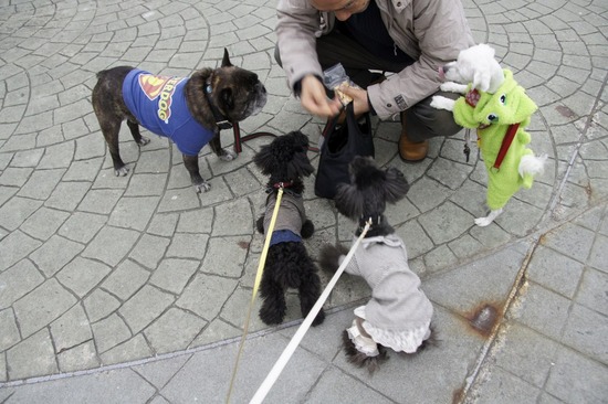 銀座トイプードルリリーas know as de wan22