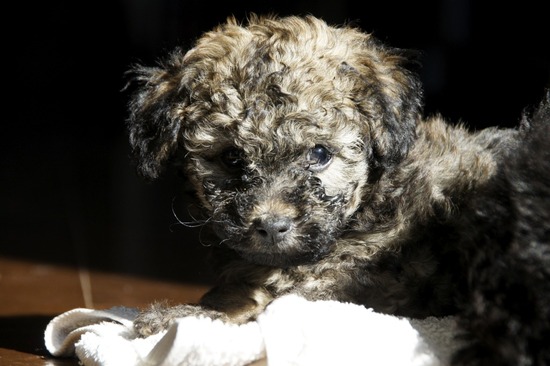 as know as de wanとトイプードルブラックの銀座リリー09