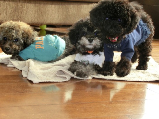 銀座 トイプードル リリー as know as de wan01