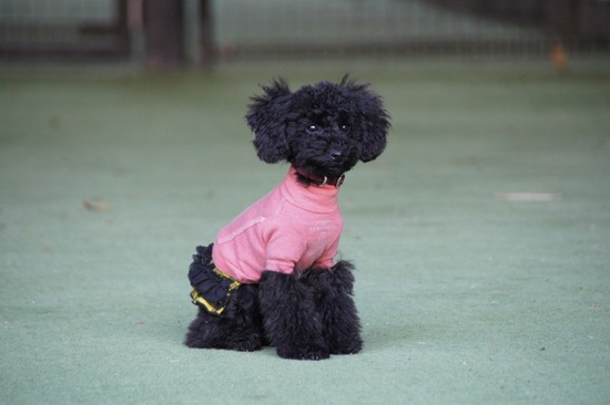 銀座トイプードルリリーas know as de wan14