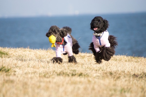 トイプードル銀座リリー010