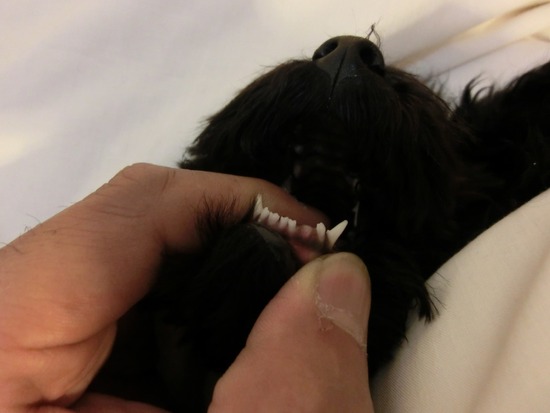 銀座トイプードルリリーas know as de wan01