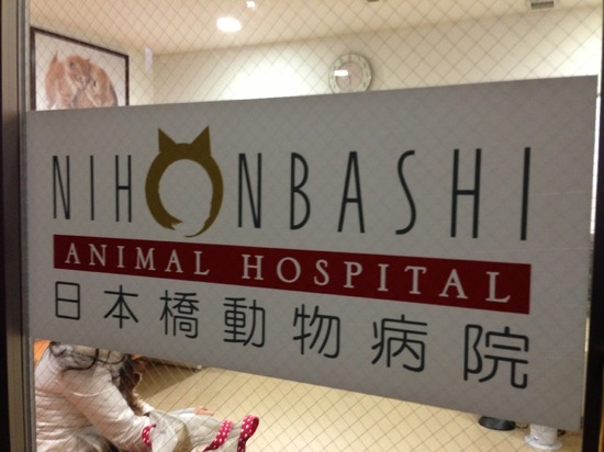 銀座トイプードルリリーas know as de wan11