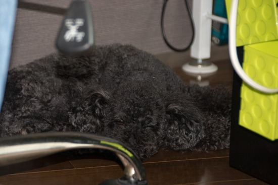 ブログRosieトイプードル銀座リリーとドナas know as de wan04