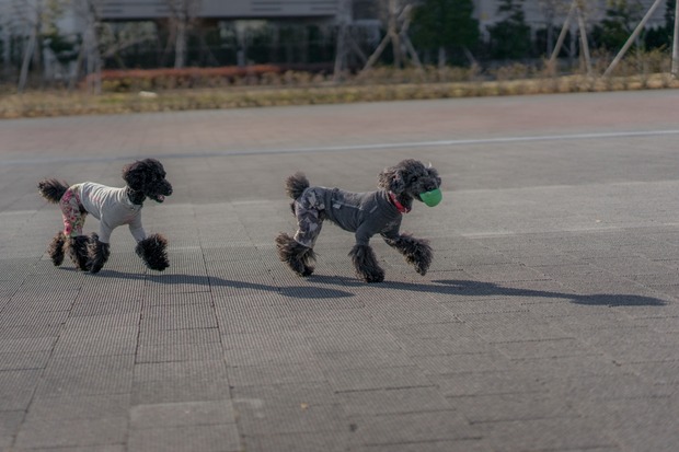 20160203ブラックトイプードル銀座リリードナ24