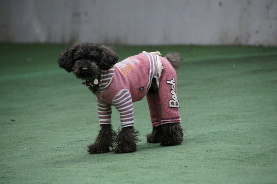 銀座トイプードルリリーas know as de wan21