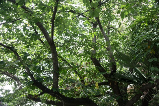 ニャンバーワン,銀座トイプードル,リリーとドナ,asknowasdewan049