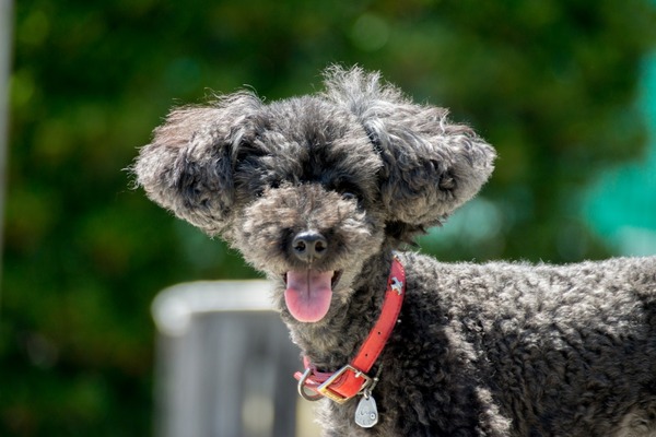 ブラックトイプードル銀座リリードナ00023