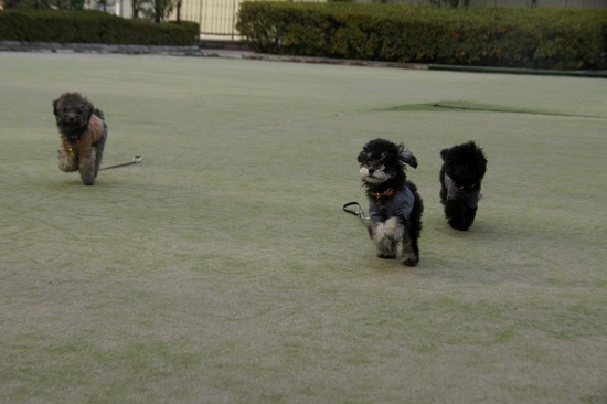 銀座トイプードルリリーas know as de wan23