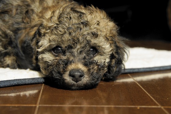 銀座 トイプードル リリー as know as de wan09