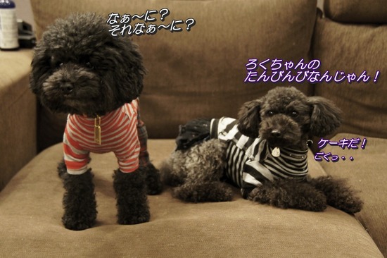 銀座トイプードルリリーas know as de wan31