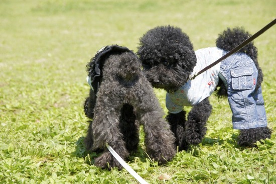 銀座トイプードルリリーas know as de wan61