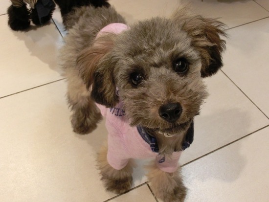 銀座トイプードルリリーas know as de wan12