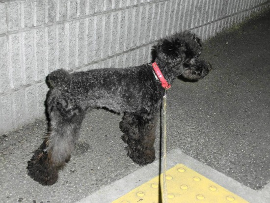 as know as de wanとブラックのトイプードル銀座リリー02