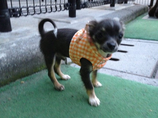 トイプードル銀座リリーとas know as de wan06